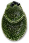 MISKA OLIVE, ZIELONA